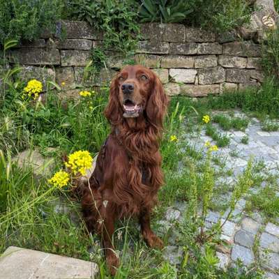 Hundetreffen-Weinberg Gassi-Runde🍇🏞️🐕‍🦺