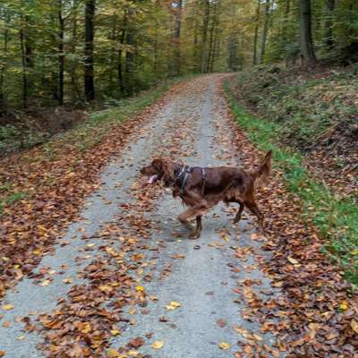 Hundetreffen-Kappelberg Gassi-Runde🏞️🐾🐕‍🦺-Bild