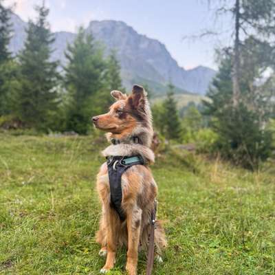 Hundetreffen-Social Walk-Bild
