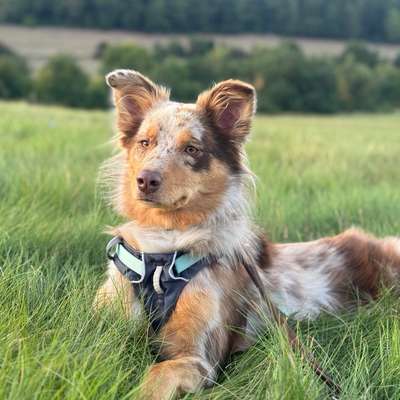 Hundetreffen-Hundebegegnungstraining-Bild