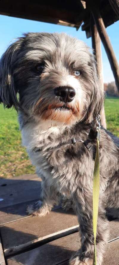 bolonka zwetna 😁-Beitrag-Bild