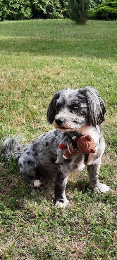 bolonka zwetna 😁-Beitrag-Bild