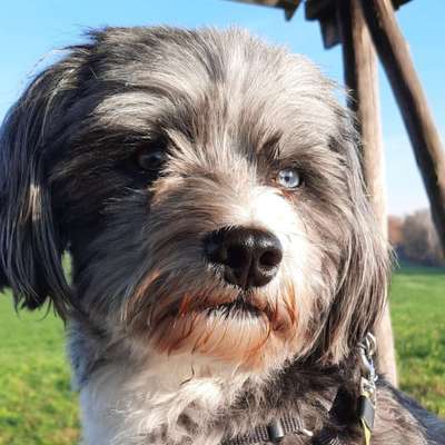 Hundetreffen-Hunderunde  in Nischwitz-Bild