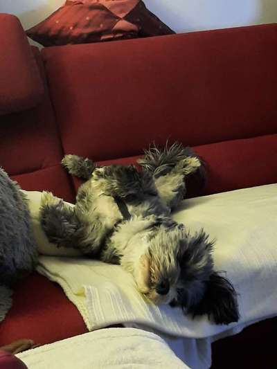 bolonka zwetna 😁-Beitrag-Bild