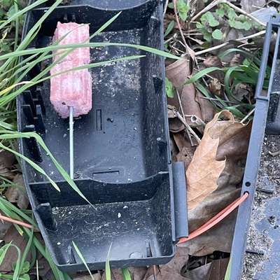 Giftköder-Rat poison trap open-Bild