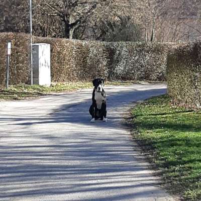 Hundetreffen-Regelmäßig treffen zum Gassi-Bild