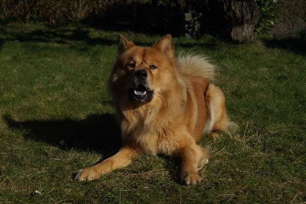 Hundetreffen-Spielpartner gesucht-Bild