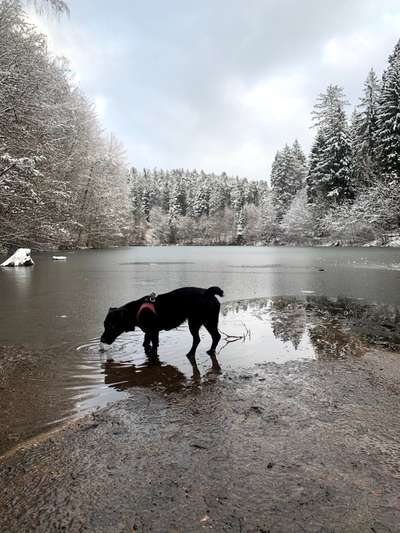 Welche Rassen könnten das sein?-Beitrag-Bild