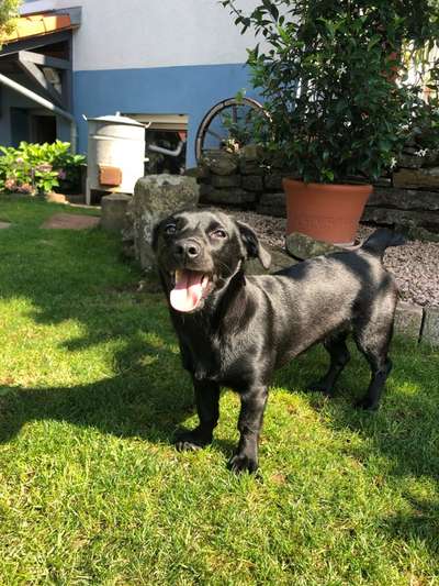 Labradorfans-Beitrag-Bild