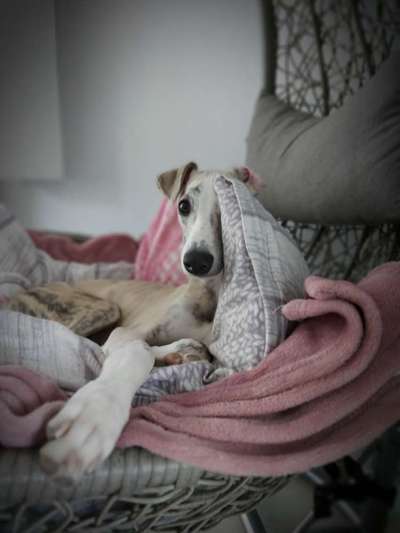 Windhunde - Treffen der besonderen Schönheiten
HERZLICH WILLKOMMEN-Beitrag-Bild