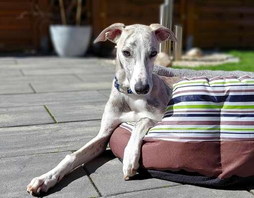 Whippet-Beitrag-Bild