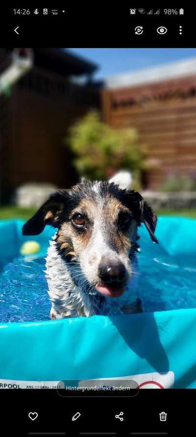 Dogorama-Monats-Challenge-Mai "Wasser"-Beitrag-Bild