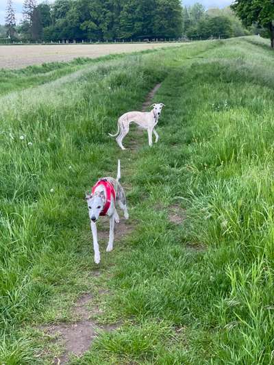 Whippet-Beitrag-Bild