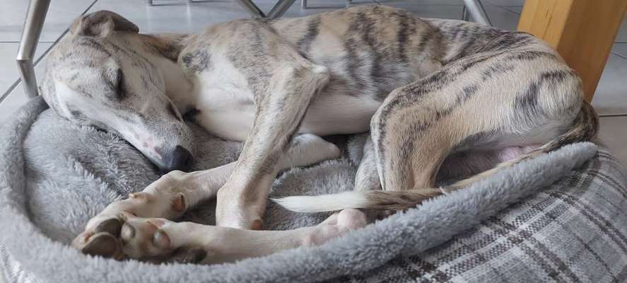 Windhunde - Treffen der besonderen Schönheiten
HERZLICH WILLKOMMEN-Beitrag-Bild