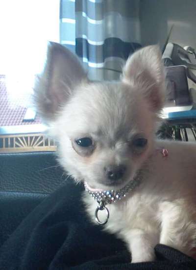 Welpen Bilder !-Beitrag-Bild