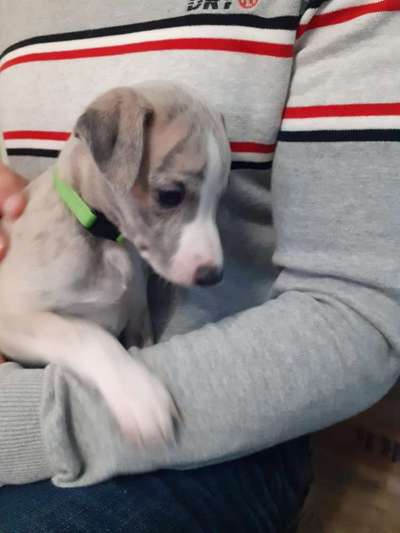 Welpen Bilder !-Beitrag-Bild