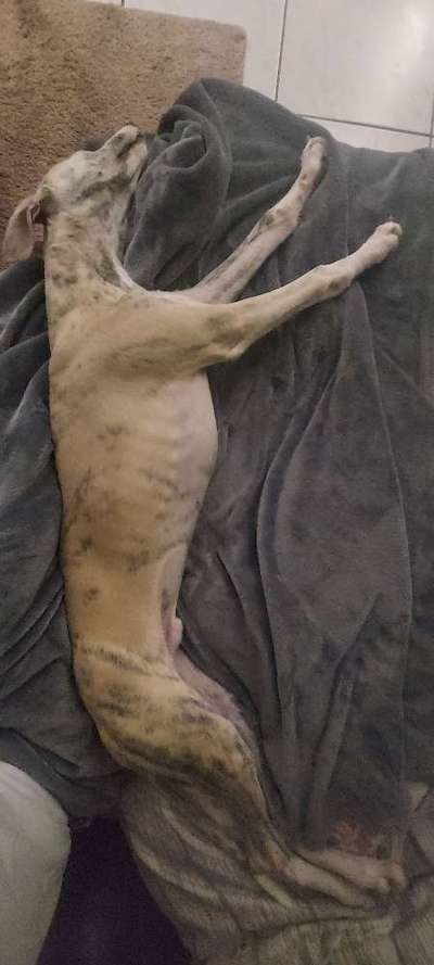 Windhunde - Treffen der besonderen Schönheiten
HERZLICH WILLKOMMEN-Beitrag-Bild