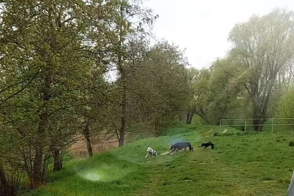 Windhunde - Treffen der besonderen Schönheiten
HERZLICH WILLKOMMEN-Beitrag-Bild