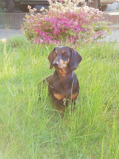 wo sind die Dackelfreunde-Beitrag-Bild