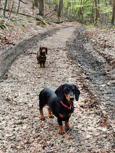 Diskussion zum neuen Entwurf des Tierschutzgesetzes....-Beitrag-Bild