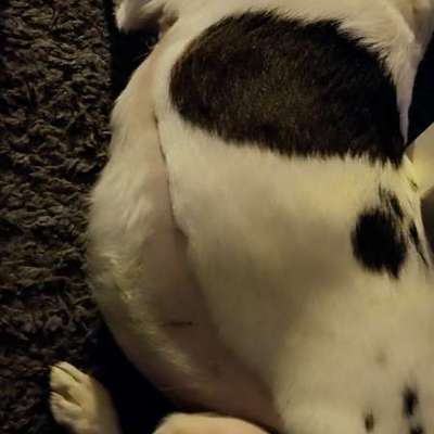 Allergie / kahle Stellen / linearer Fellverlust-Beitrag-Bild