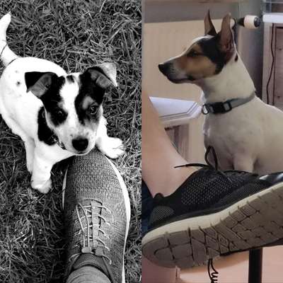 Welpen Bilder !-Beitrag-Bild