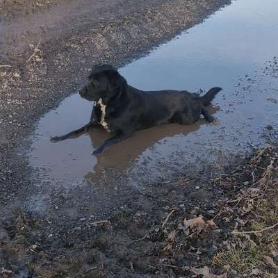 Hundetreffen-Spielen in olbersdorf-Bild