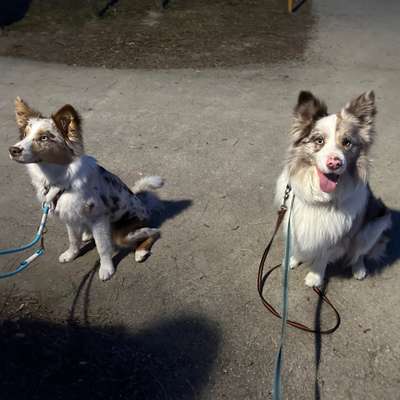 Hundetreffen-Sozial Walks 🐾-Bild