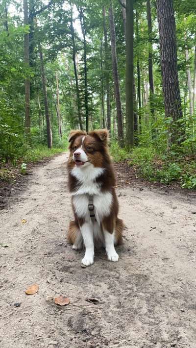 Hundeauslaufgebiet-Düppel-Bild