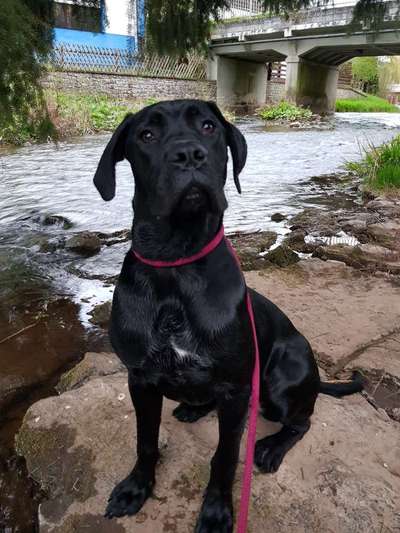 Dogorama-Monats-Challenge-Mai "Wasser"-Beitrag-Bild