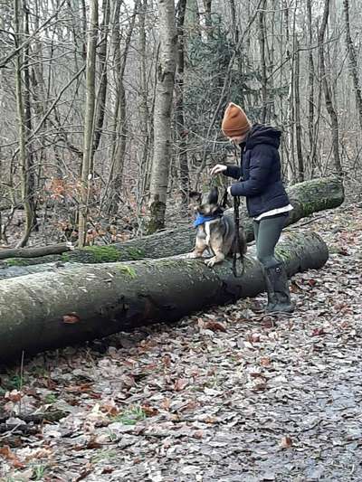 Hundetreffen-Social Walk und neue Freunde-Bild