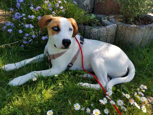 Hundetreffen-Spielfreude Sozialisierung treffen-Bild