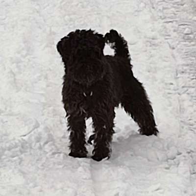 Hundetreffen-Spielrunde in unserem Garten o. Spaziergänge nach Absprache-Profilbild