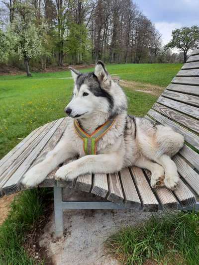 Die Dogorama Kalender Challenge Teil 3/4-Beitrag-Bild