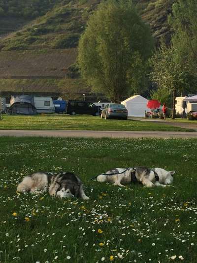 Die Dogorama Monats Challenge "Es grünt und blüht"-Beitrag-Bild