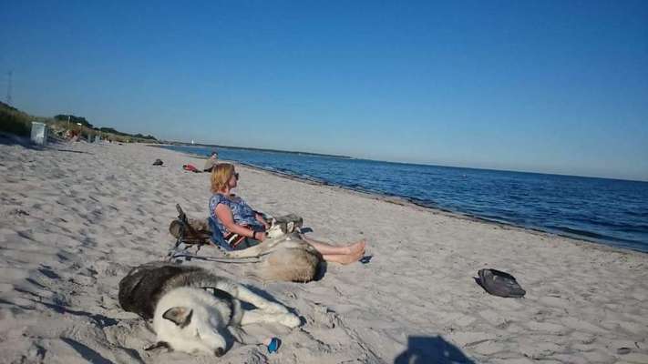 Die Dogorama Wochen Challenge: “Dein Hund im Urlaub”-Beitrag-Bild