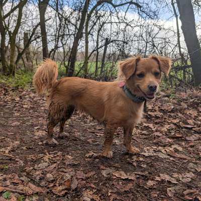 Hundetreffen-Social Walk mit oder ohne Freigang je nach Verträglichkeit-Bild