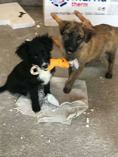 Welpen Bilder !-Beitrag-Bild