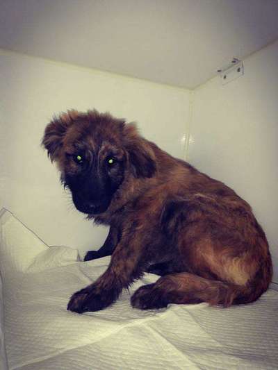 Welpen Bilder !-Beitrag-Bild