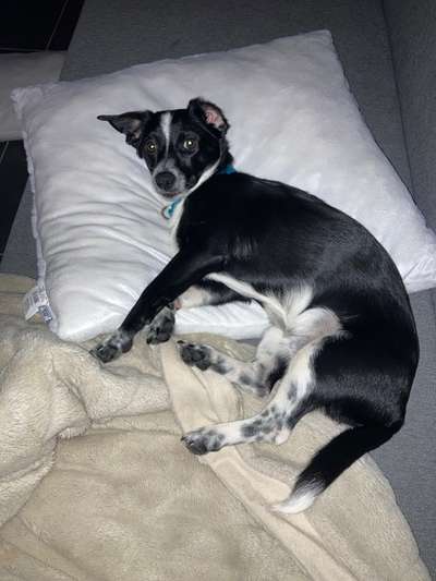 Ratonero Bodeguero Andaluz-Beitrag-Bild