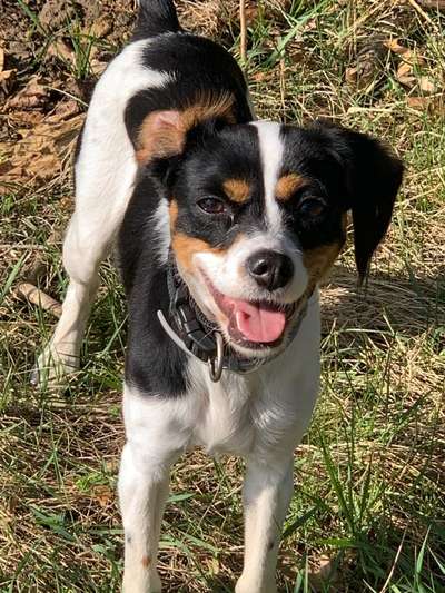 Mischlinge raten - Rätselspaß-Beitrag-Bild