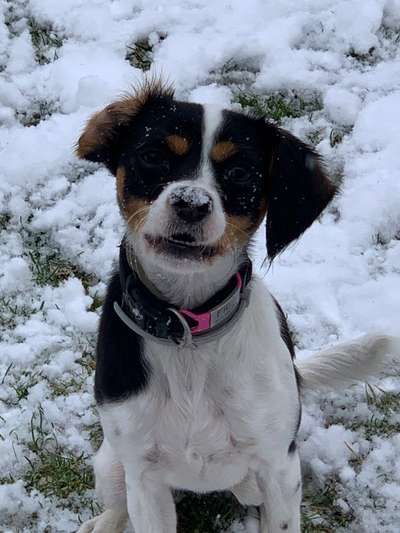 Mischlinge raten - Rätselspaß-Beitrag-Bild