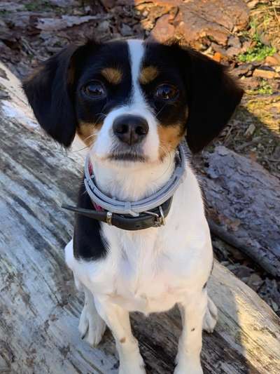 Mischlinge raten - Rätselspaß-Beitrag-Bild