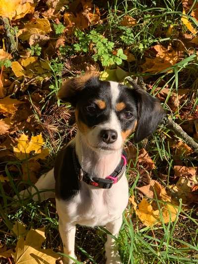 Hundetreffen-Gassi Freunde-Bild