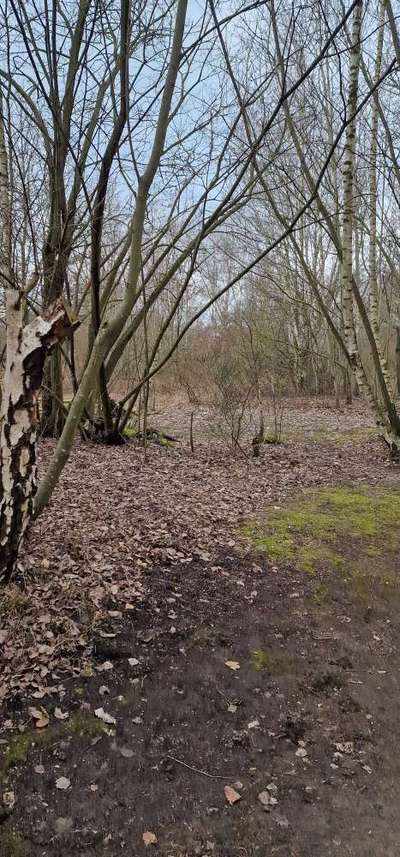 Hundeauslaufgebiet-Bürgerpark-Bild