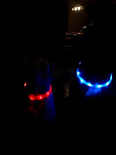 Beleuchtung beim Gassigang-Beitrag-Bild