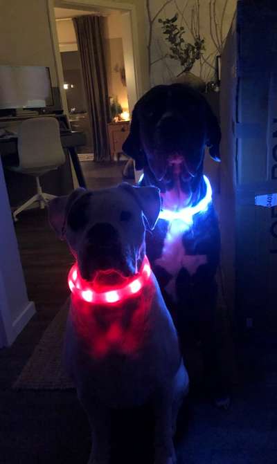 Beleuchtung beim Gassigang-Beitrag-Bild