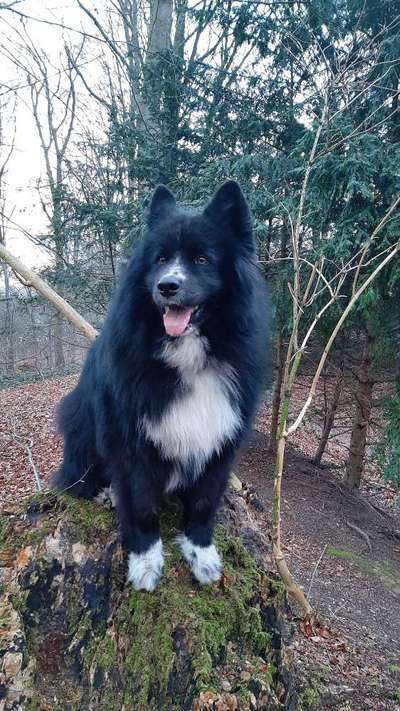 Seltene Rassen!-Beitrag-Bild