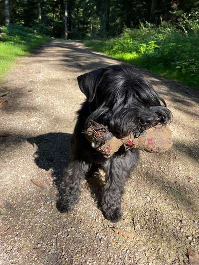 Schnauzer-Beitrag-Bild