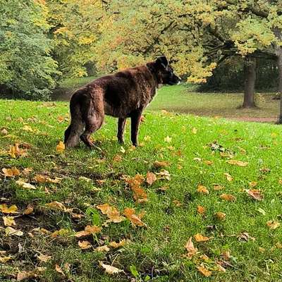 Hundetreffen-Einfach nur Gassi gehen 😉-Bild